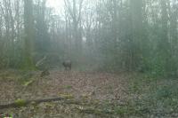 Cervus elaphus