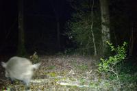 Sus scrofa