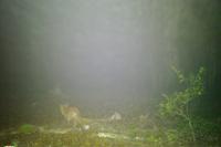 Vulpes vulpes