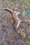 Vulpes vulpes