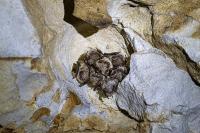 Myotis emarginatus