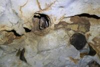 Myotis myotis