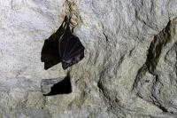 Rhinolophus ferrumequinum