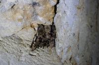 Myotis myotis