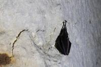 Rhinolophus ferrumequinum