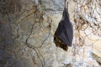 Rhinolophus ferrumequinum