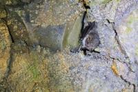 Myotis nattereri