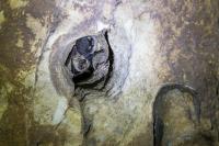 Myotis daubentonii