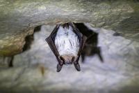 Myotis myotis