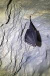 Rhinolophus ferrumequinum