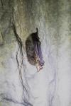 Myotis nattereri