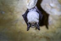 Myotis myotis