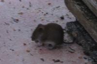 Apodemus sylvaticus