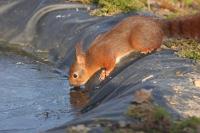 Sciurus vulgaris