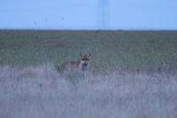 Vulpes vulpes