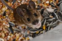 Apodemus sylvaticus