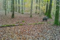 Sus scrofa