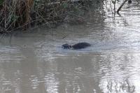 Myocastor coypus
