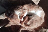 Mustela nivalis