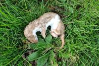 Mustela nivalis