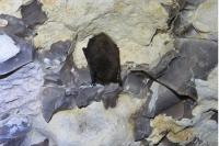 Myotis mystacinus