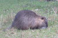 Myocastor coypus