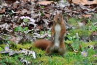 Sciurus vulgaris