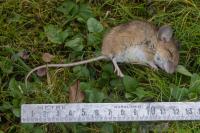 Apodemus sylvaticus