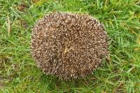 Erinaceus europaeus