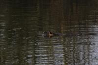 Myocastor coypus
