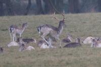 Dama dama