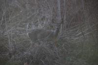 Capreolus capreolus