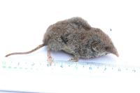 Crocidura russula