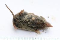 Crocidura russula