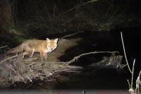 Vulpes vulpes