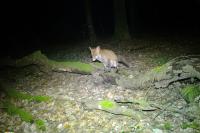 Vulpes vulpes