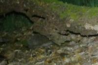 Erinaceus europaeus