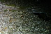 Mustela putorius