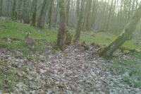 Lepus europaeus