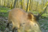 Sus scrofa