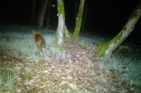 Vulpes vulpes