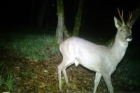 Capreolus capreolus