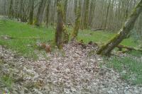 Sciurus vulgaris
