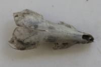 Crocidura russula