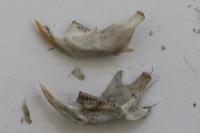 Microtus arvalis