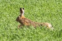 Lepus europaeus