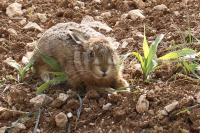 Lepus europaeus