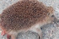 Erinaceus europaeus