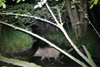 Sus scrofa