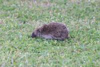 Erinaceus europaeus